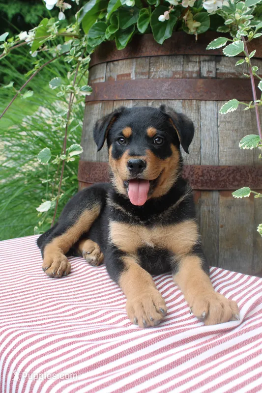 Rocky – German Shepherd Dog, Rottweiler puppy for sale in Summerfield, OH