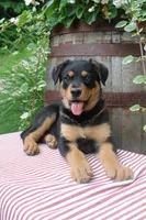 Rocky, a male German Shepherd Dog and Rottweiler for sale in Summerfield, OH – 1 of 4