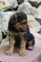 Sophia, a female German Shepherd Dog for sale in Summerfield, OH – 3 of 4