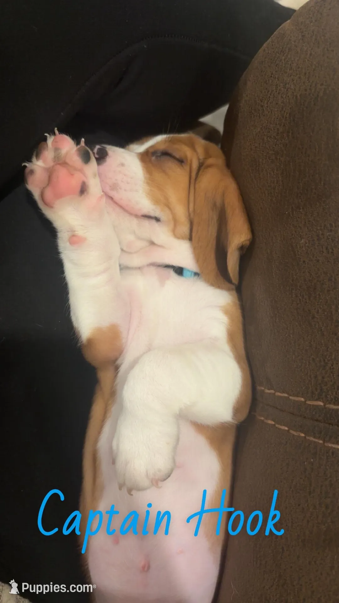 Captain Hook – Beagle puppy for sale in Round Rock, TX