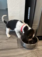 Beagle Babies, a male Beagle for sale in Round Rock, TX – Photo 4 of 6