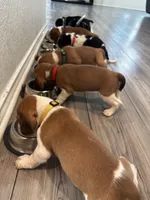 Beagle Babies, a male Beagle for sale in Round Rock, TX – Photo 5 of 6