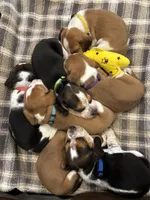 Beagle Babies, a male Beagle for sale in Round Rock, TX – Photo 6 of 6