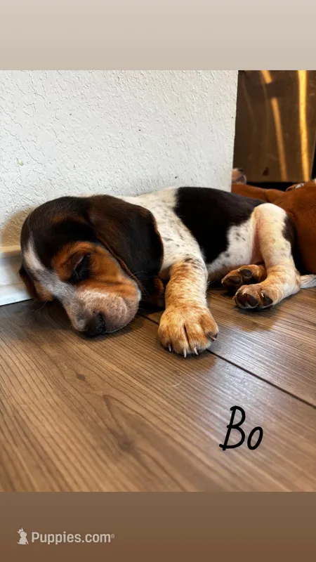 Bo – Beagle puppy for sale in Round Rock, TX