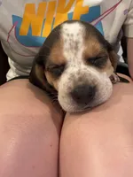 Beagle Babies, a male Beagle for sale in Round Rock, TX – Photo 3 of 6