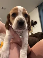 Beagle Babies, a male Beagle for sale in Round Rock, TX – Photo 2 of 6
