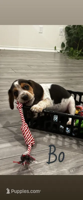 Bo – Beagle puppy for sale in Round Rock, TX