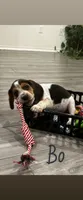 Bo, a male Beagle for sale in Round Rock, TX – Photo 1 of 2