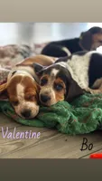 Valentine, a male Beagle for sale in Round Rock, TX – Photo 4 of 4