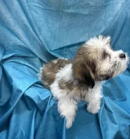 Rolls-Royce, a male Bichon Frise and Coton de Tulear for sale in Henniker, NH – 6 of 7