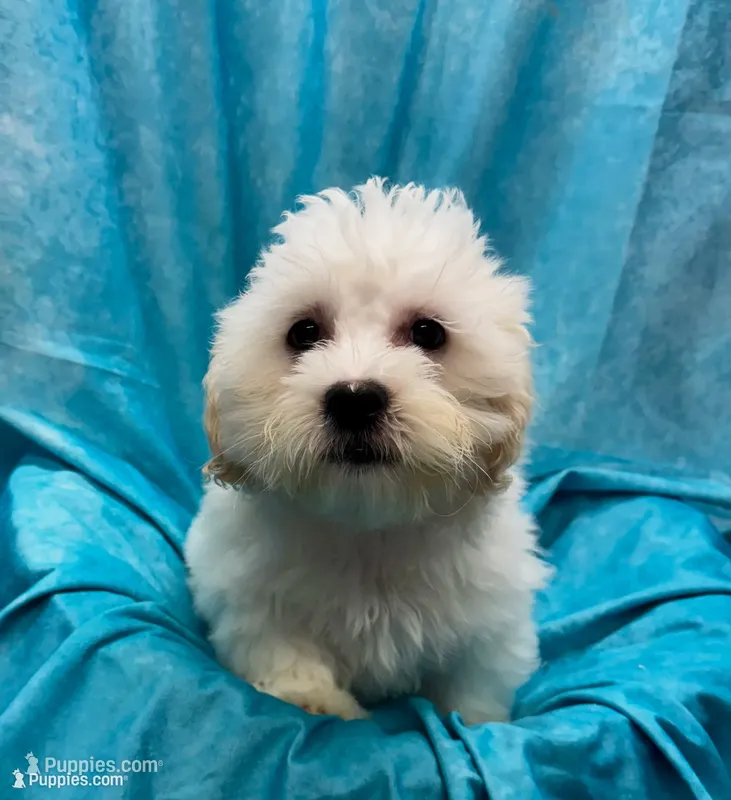 Lamborghini – Bichon Frise, Coton de Tulear puppy for sale in Henniker, NH