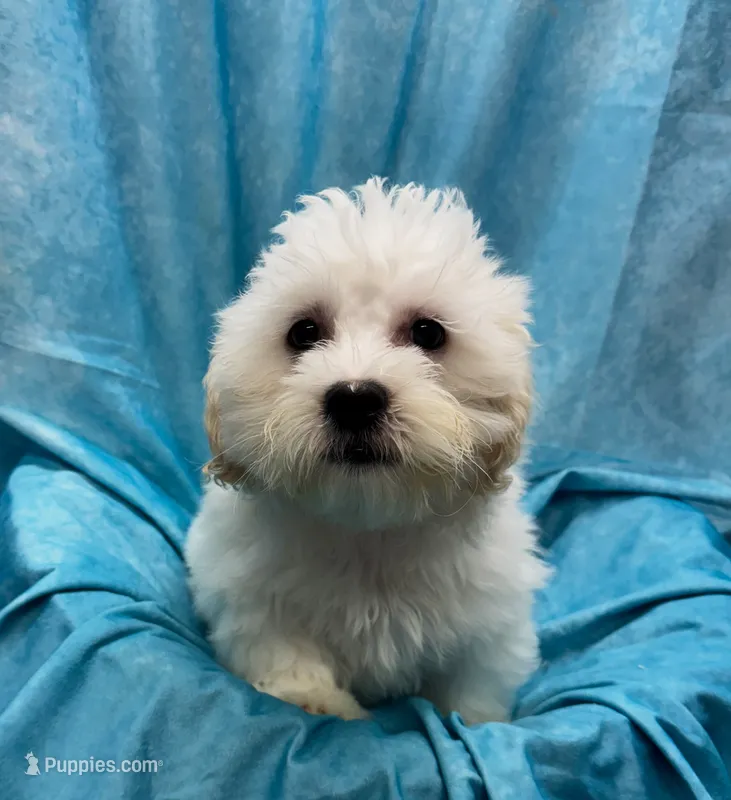 Lamborghini – Bichon Frise, Coton de Tulear puppy for sale in Henniker, NH