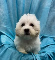 Lamborghini, a male Bichon Frise and Coton de Tulear for sale in Henniker, NH – 1 of 6
