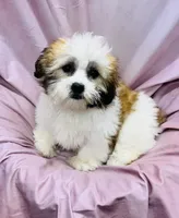 Ferrari, a female Bichon Frise and Coton de Tulear for sale in Henniker, NH – 4 of 7