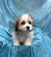 Rolls-Royce, a male Bichon Frise and Coton de Tulear for sale in Henniker, NH – 3 of 7