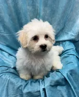 Lamborghini, a male Bichon Frise and Coton de Tulear for sale in Henniker, NH – 2 of 6