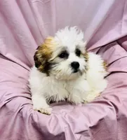 Ferrari, a female Bichon Frise and Coton de Tulear for sale in Henniker, NH – 3 of 7