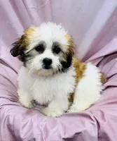 Ferrari, a female Bichon Frise and Coton de Tulear for sale in Henniker, NH – 2 of 7