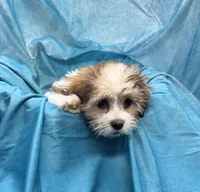 Rolls-Royce, a male Bichon Frise and Coton de Tulear for sale in Henniker, NH – 7 of 7