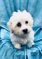 Lamborghini, a male Bichon Frise and Coton de Tulear for sale in Henniker, NH – 5 of 6