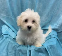 Lamborghini, a male Bichon Frise and Coton de Tulear for sale in Henniker, NH – 6 of 6