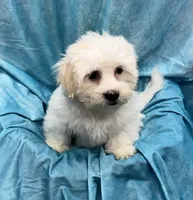 Lamborghini, a male Bichon Frise and Coton de Tulear for sale in Henniker, NH – 3 of 6