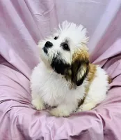 Ferrari, a female Bichon Frise and Coton de Tulear for sale in Henniker, NH – 6 of 7