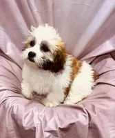 Ferrari, a female Bichon Frise and Coton de Tulear for sale in Henniker, NH – 5 of 7