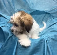 Rolls-Royce, a male Bichon Frise and Coton de Tulear for sale in Henniker, NH – 4 of 7