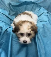 Rolls-Royce, a male Bichon Frise and Coton de Tulear for sale in Henniker, NH – 2 of 7