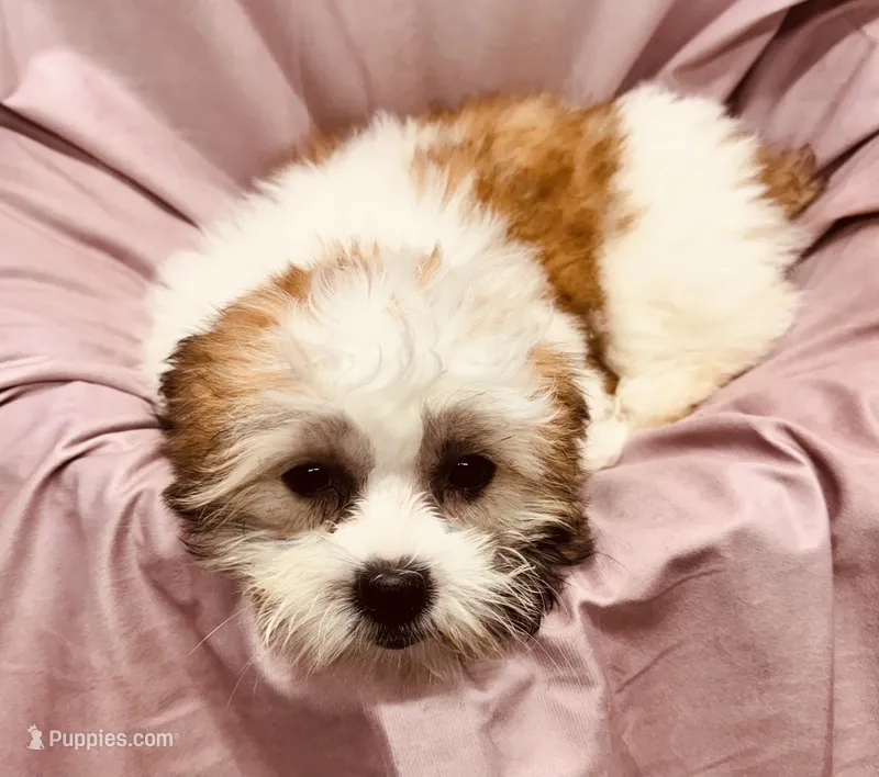 Ferrari – Bichon Frise, Coton de Tulear puppy for sale in Henniker, NH