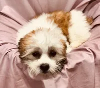 Ferrari, a female Bichon Frise and Coton de Tulear for sale in Henniker, NH – 1 of 7