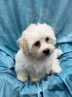 Lamborghini, a male Bichon Frise and Coton de Tulear for sale in Henniker, NH – 4 of 6
