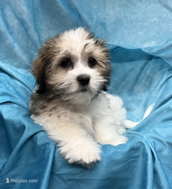 Rolls-Royce – Bichon Frise, Coton de Tulear puppy for sale in Henniker, NH