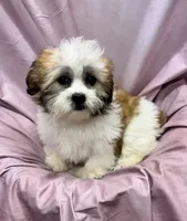 Ferrari, a female Bichon Frise and Coton de Tulear for sale in Henniker, NH – 7 of 7