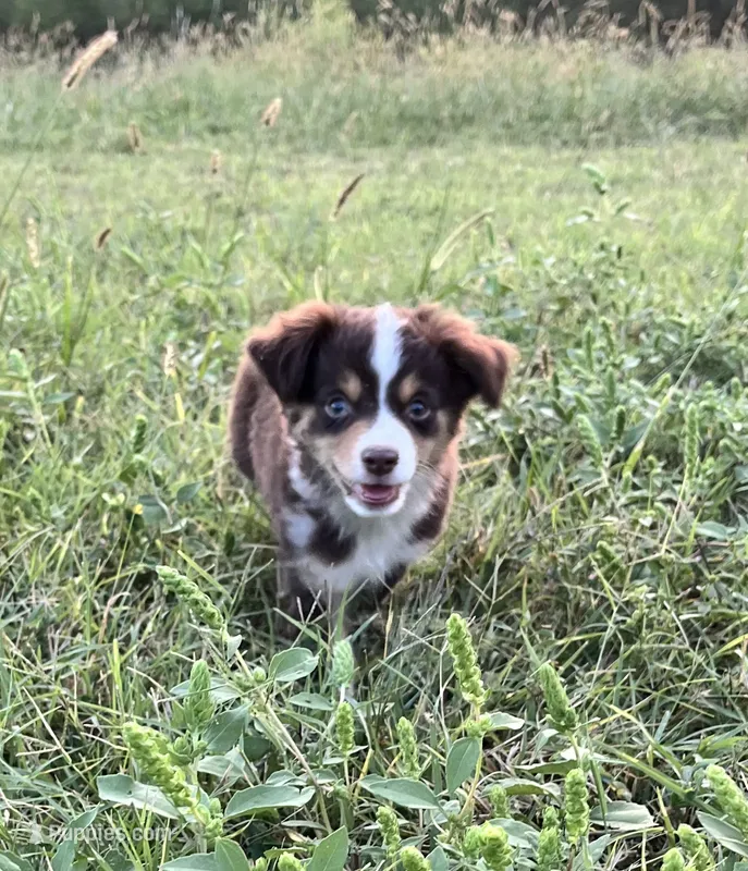 Jimmy – Miniature Australian Shepherd puppy for sale in Colony, KS
