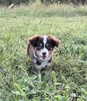 Jimmy, a male Miniature Australian Shepherd for sale in Colony, KS – 1 of 2