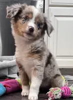 Oakley, a female Miniature Australian Shepherd for sale in Colony, KS – 3 of 3
