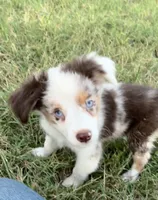Spot, a male Miniature Australian Shepherd for sale in Colony, KS – 2 of 3