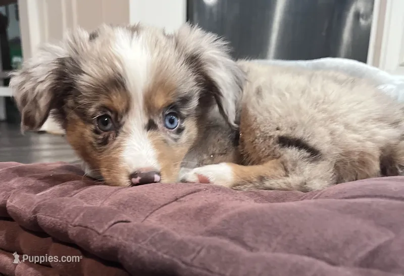Oakley – Miniature Australian Shepherd puppy for sale in Colony, KS