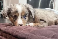 Oakley, a female Miniature Australian Shepherd for sale in Colony, KS – 1 of 3