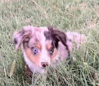 Memphis , a male Miniature Australian Shepherd for sale in Colony, KS – 2 of 2