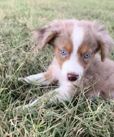 Josie, a female Miniature Australian Shepherd for sale in Colony, KS – 2 of 3