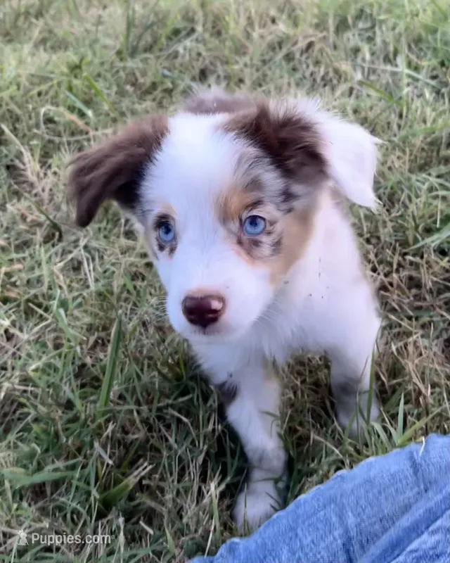 Spot – Miniature Australian Shepherd puppy for sale in Colony, KS