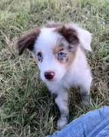 Spot, a male Miniature Australian Shepherd for sale in Colony, KS – 1 of 3