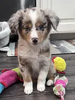 Oakley, a female Miniature Australian Shepherd for sale in Colony, KS – 2 of 3