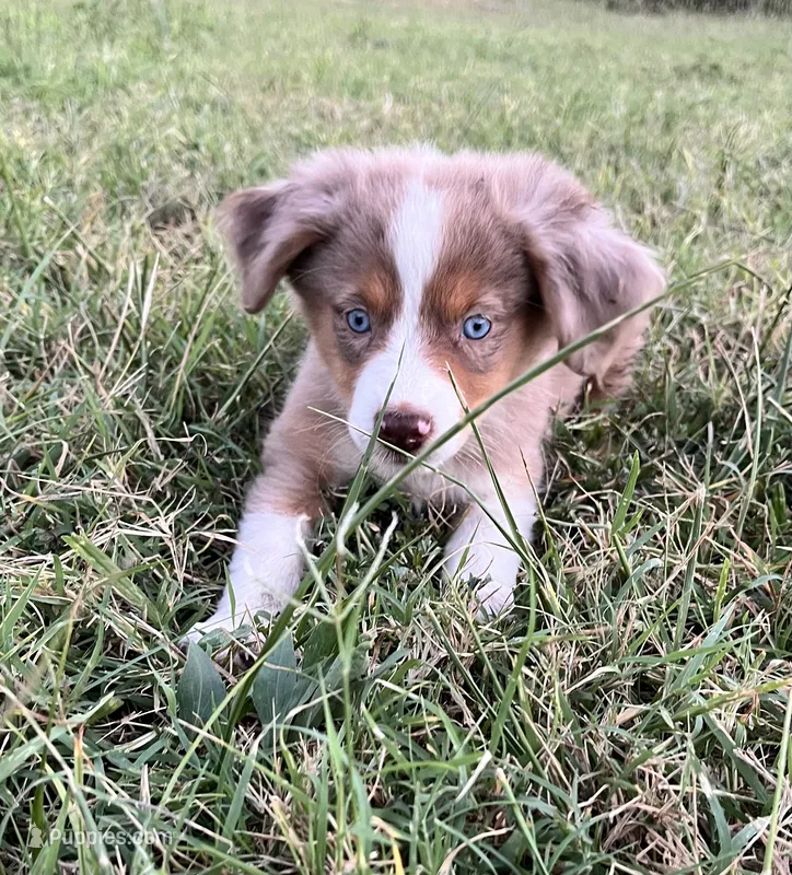 Josie – Miniature Australian Shepherd puppy for sale in Colony, KS