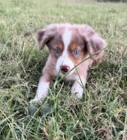 Josie, a female Miniature Australian Shepherd for sale in Colony, KS – 1 of 3