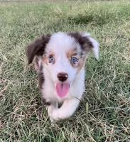 Spot, a male Miniature Australian Shepherd for sale in Colony, KS – 3 of 3