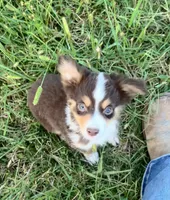 Jimmy, a male Miniature Australian Shepherd for sale in Colony, KS – 2 of 2